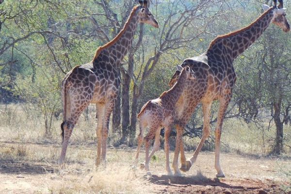African Rock Lodge (Hoedspruit)